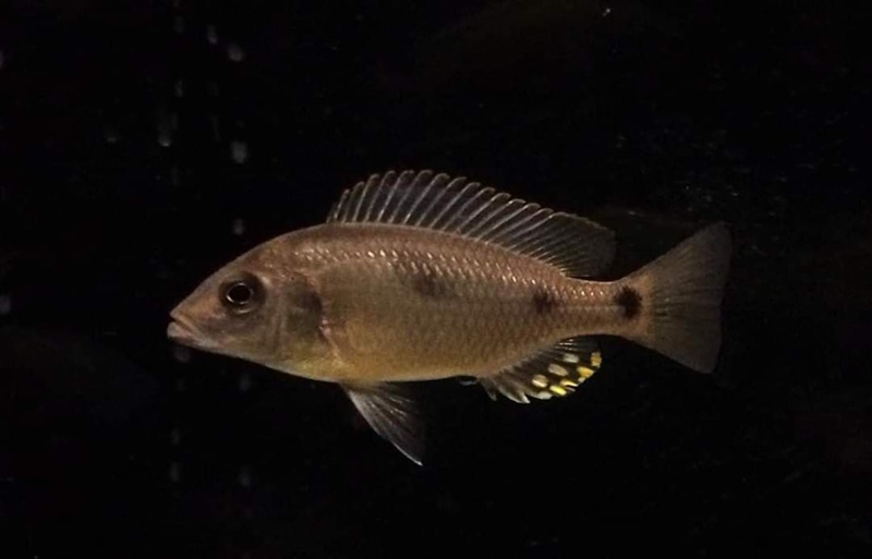 Naevochromis chrysogaster
